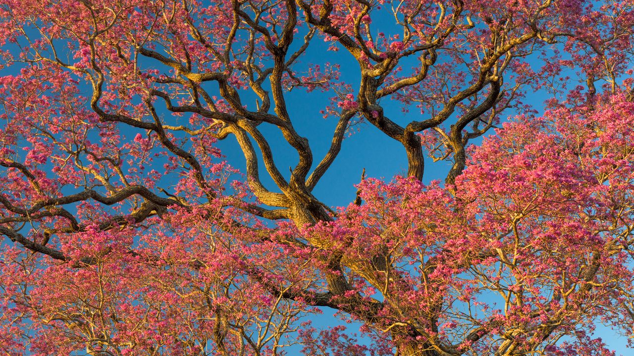 Florescimento das árvores de Piuva Rosa no Pantanal Norte, Brasil