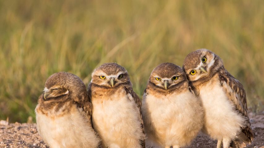 Burrowing owl chicks near a burrow, Wyoming, USA