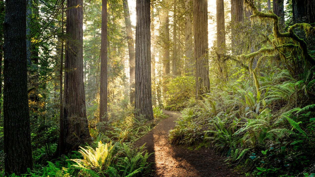 レッドウッド国立州立公園, 米国 カリフォルニア州