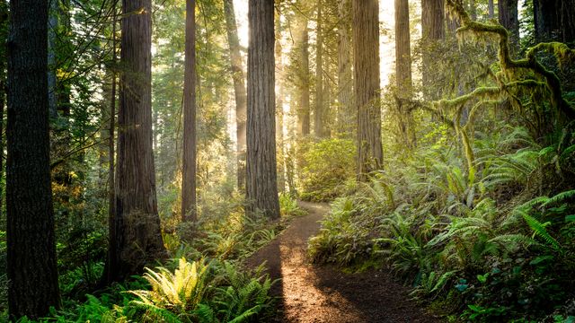 レッドウッド国立州立公園, 米国 カリフォルニア州