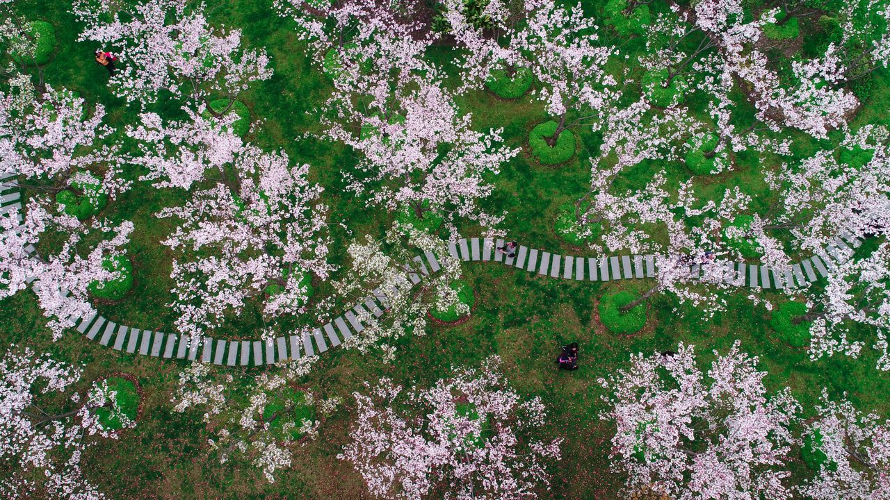 Flores de cerejeira em Xangai, China