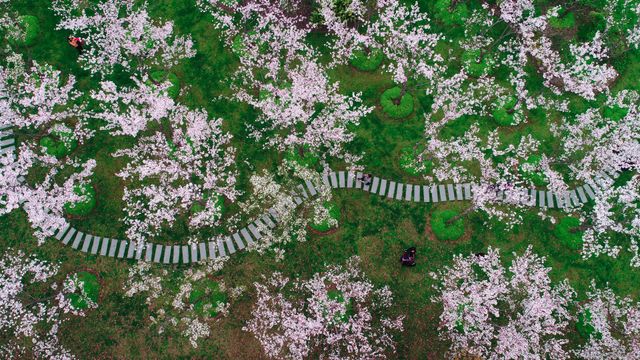 Kirschblüten in Shanghai, China