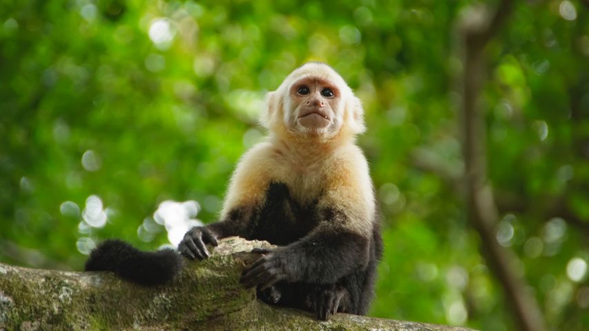 Of monks and monkeys