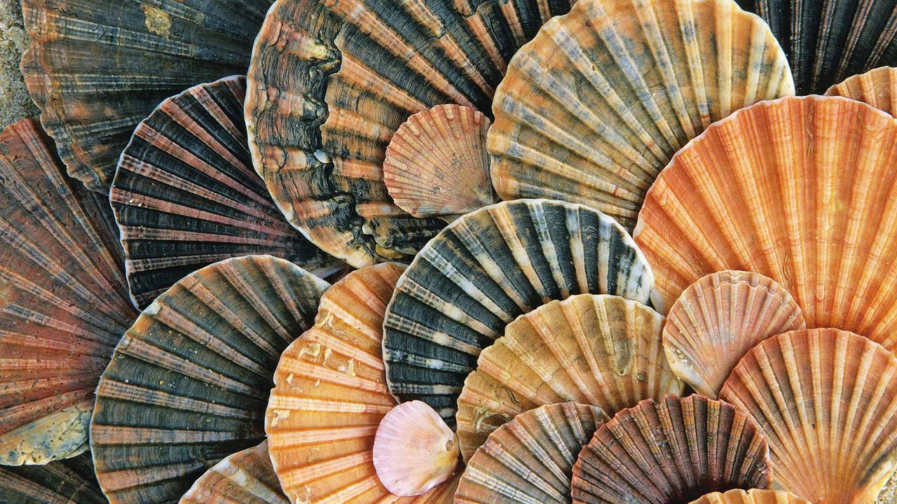 Veneras en el parque de Doñana, Huelva