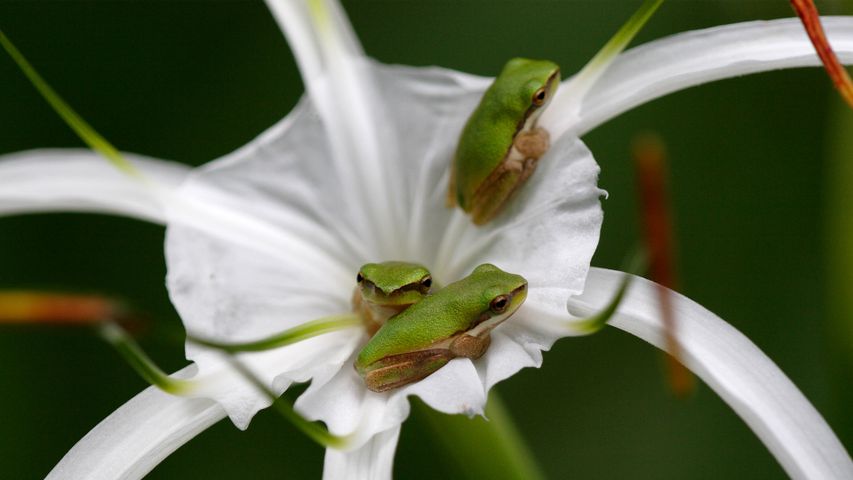 Eastern Sedgefrog (Litoria fallax) sheltering in a flower, Queensland