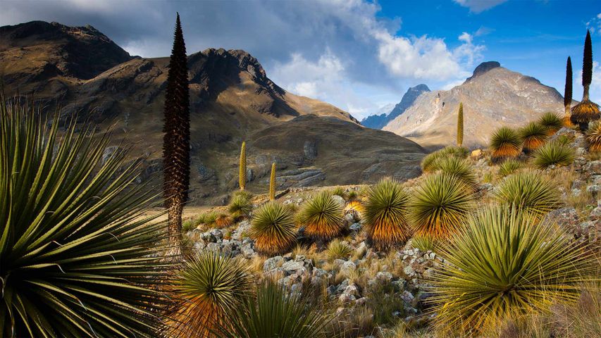 Queen of the Andes plants with the Cordillera Blanca massif in the background, Peru