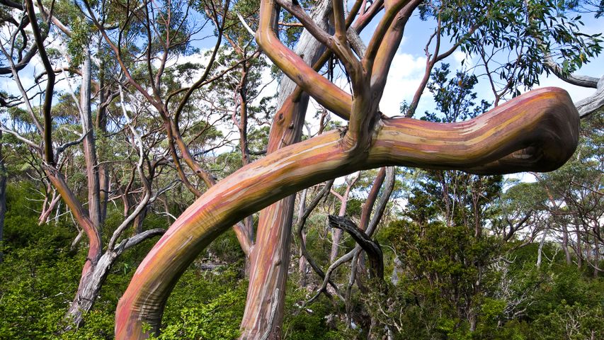 Eucalipto goma-da-neve-da-Tasmânia (Eucalyptus pauciflora), Parque Nacional Mount Field, Tasmânia, Austrália
