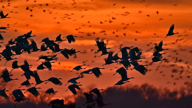 「カナダヅルの群れ」米国ネブラスカ州, プラット川