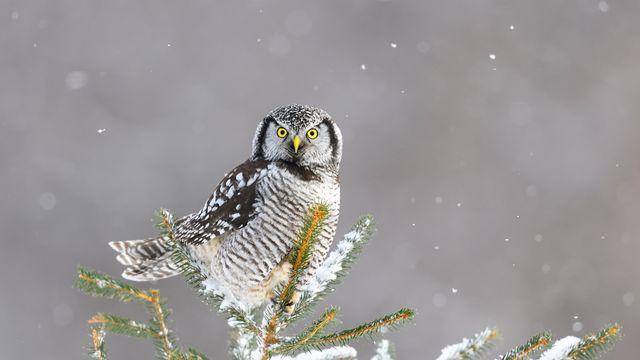 Northern hawk-owl, Canada