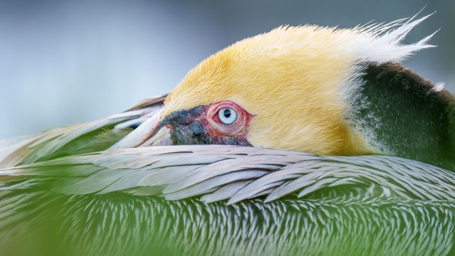 Brown pelican, San Diego, California, USA