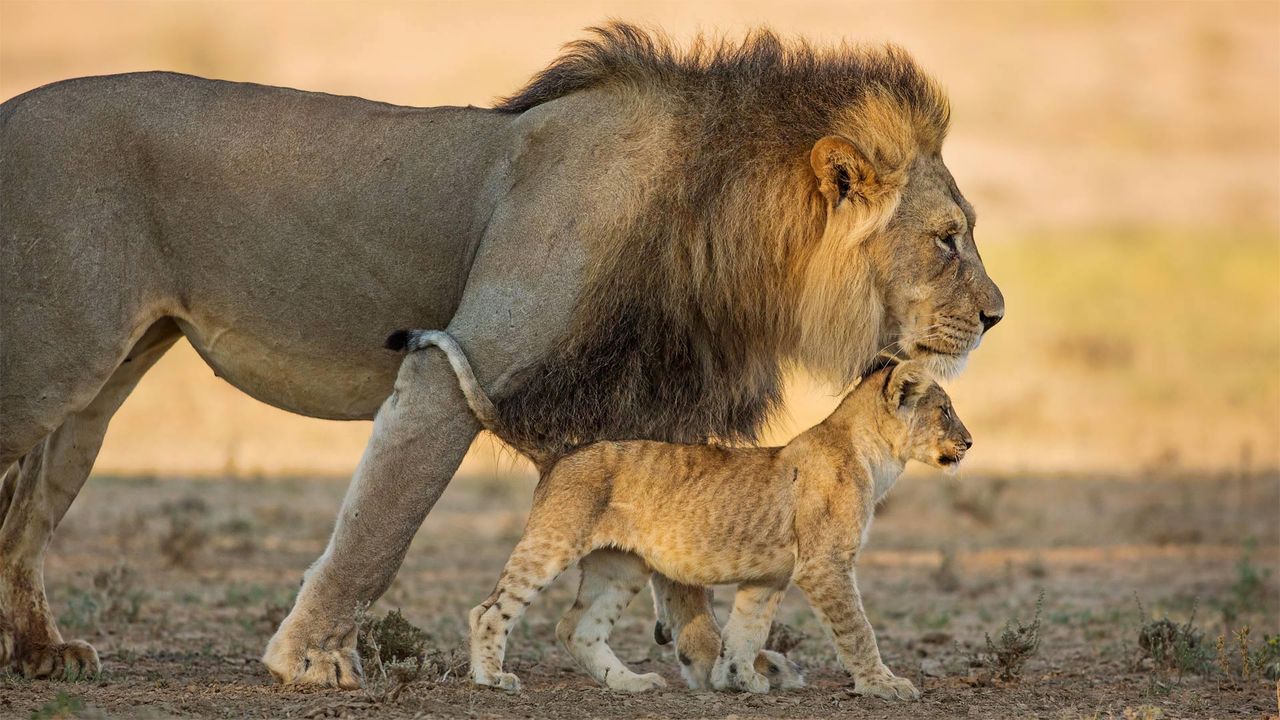 Male African lion and cub in Kgalagadi Transfrontier Park in southern Africa