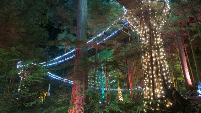 Illuminated Capilano Suspension Bridge Park, Vancouver, British Columbia