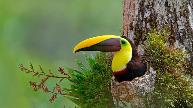 Chestnut-mandibled toucan in nest cavity, Costa Rica