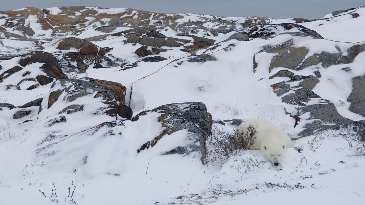 Polar bear resting in rocky landscape, Churchill, Manitoba, Canada