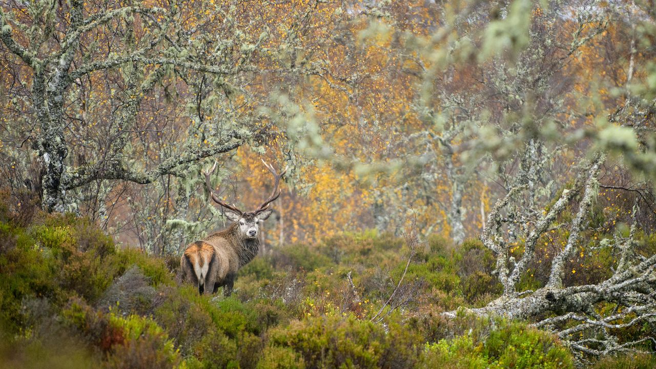 Veado-vermelho na Floresta Caledoniana, Glen Affric, Terras Altas da Escócia