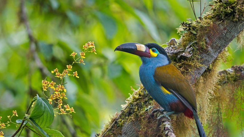 树干上的扁嘴山巨嘴鸟，厄瓜多尔