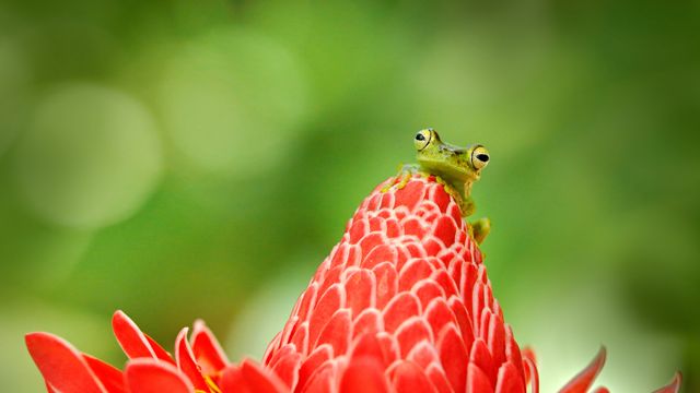 Grenouille rainette, Costa Rica