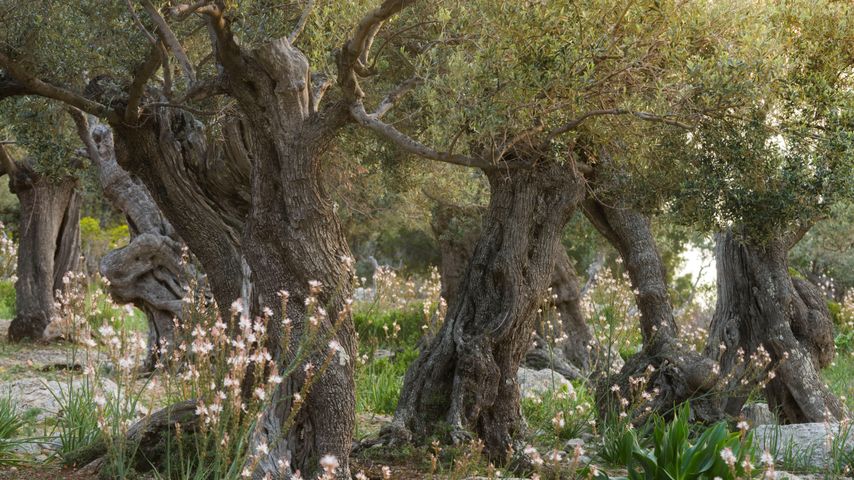 Olivos centenarios en Deyá, Islas Baleares, España