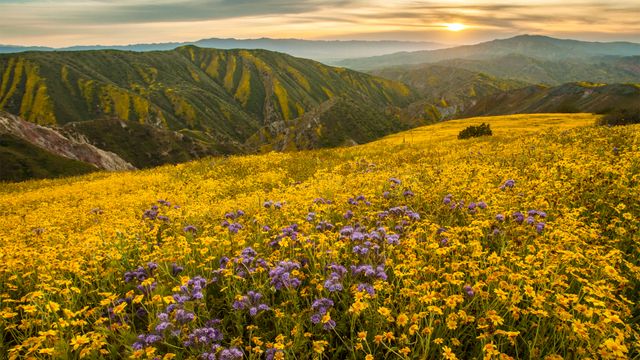 Superfloração no Monumento Nacional Carrizo Plain, Califórnia, EUA