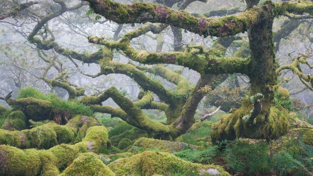 多弗勒山-松达尔国家公园的麝牛与她的宝宝,挪威
