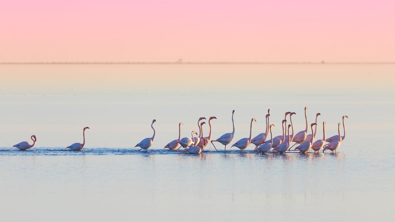 Flamencos en el Delta del Ebro, Tarragona, España