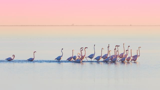 Flamencos en el Delta del Ebro, Tarragona, España
