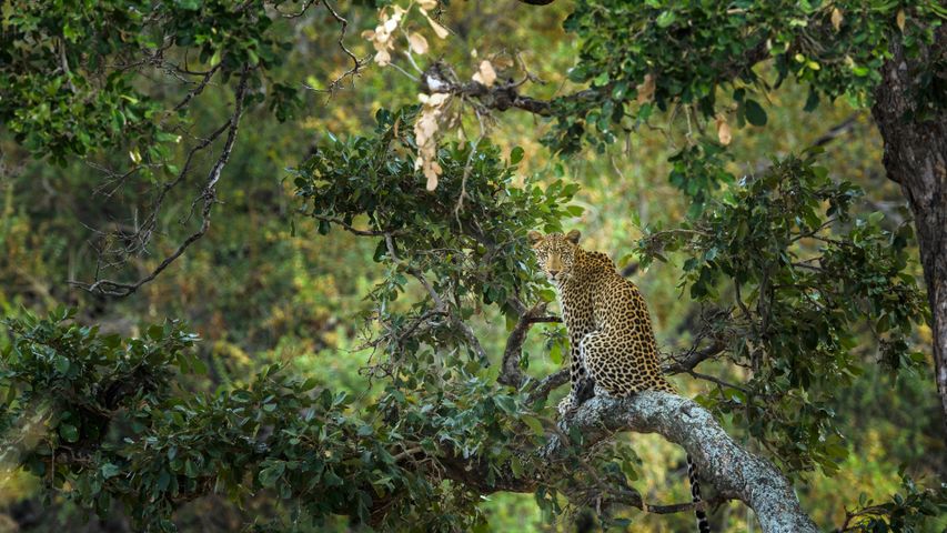 Léopard perché sur un arbre, Parc national Kruger, Afrique du Sud