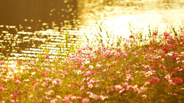 川辺のコスモス
