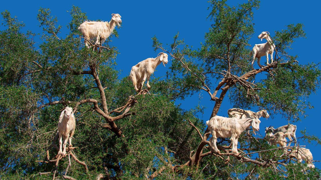 Ziegen in einem Arganbaum in der Nähe von Essaouira, Marokko