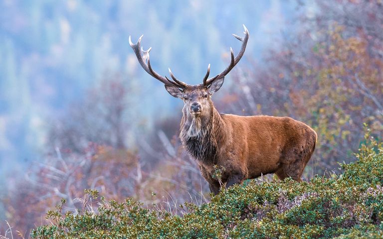 Antlers and Horns Theme for Windows 10