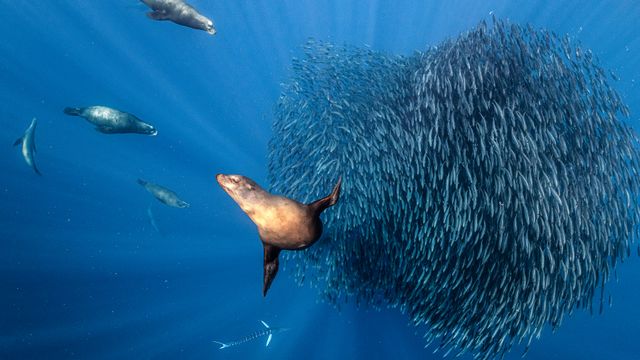 California sea lions hunting a sardine bait ball, offshore Mexico, Pacific Ocean