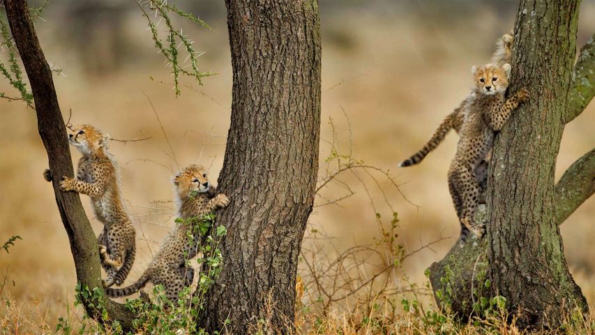 Cheetah cubs climbing acacia trees in Ngorongoro Conservation Area, Tanzania