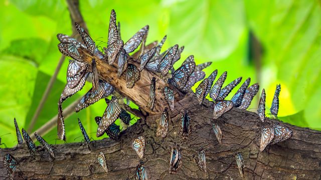 Blue tiger butterflies on a tree in Bengaluru, India