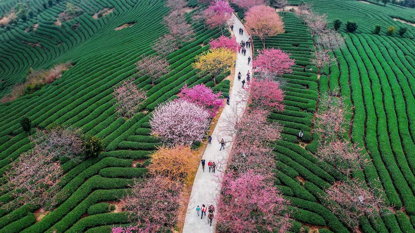 Blossoming cherry trees at a tea plantation in Longyan, China | Peapix