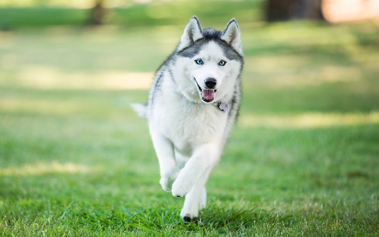 Dogs and Cats Windows 10 Theme