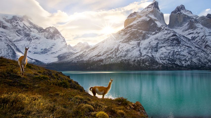 Two guanacos, Torres del Paine National Park, Chile - Bing Gallery