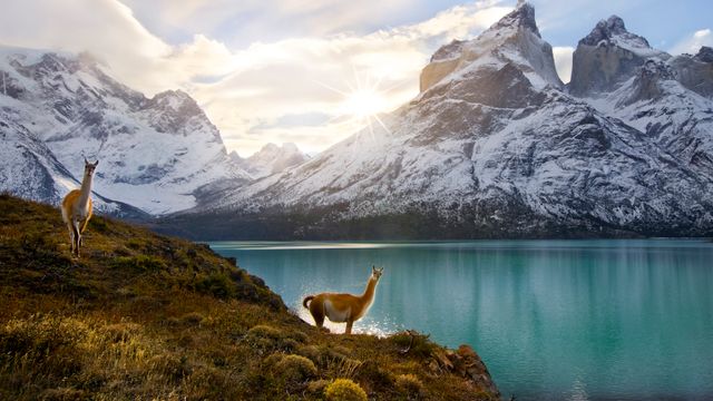 Two Guanacos, Torres del Paine National Park, Chile