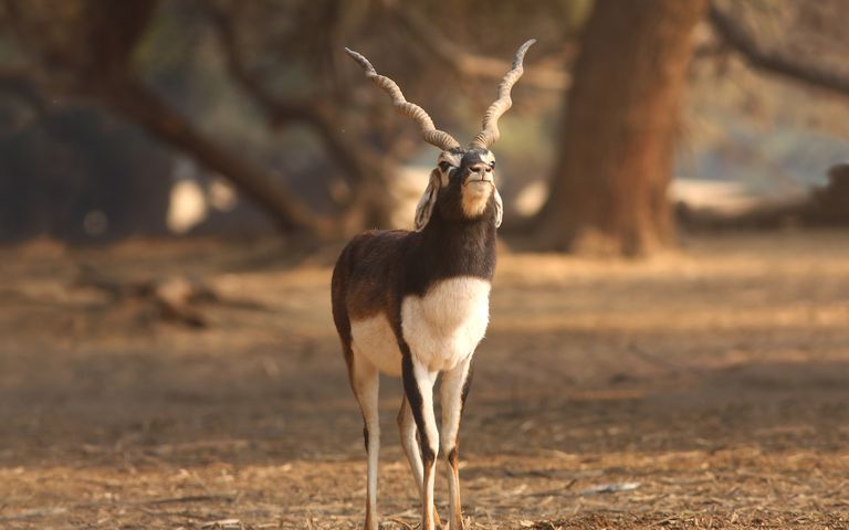Antlers and Horns Theme for Windows 10