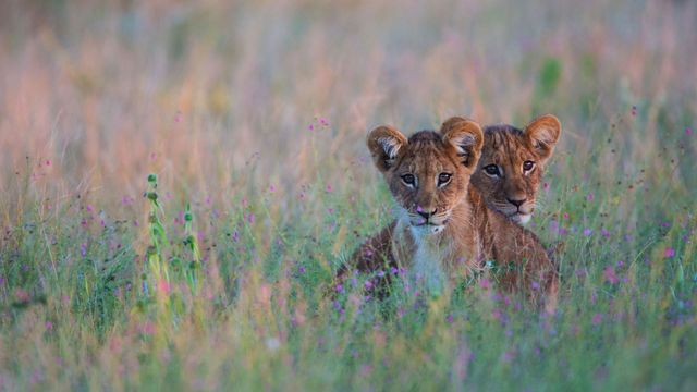 Des lionceaux se cachant dans les herbes hautes du désert du Kalahari, Botswana