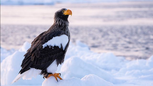 Burly bird