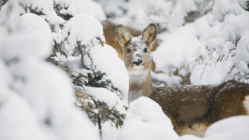 Roe deer nestled in the snowy forest, Sesto, Pusteria valley, dolomites, Trentino Alto Adige