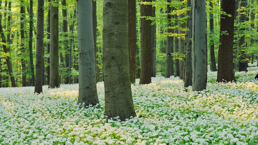 Blühender Bärlauch in einem Rotbuchenwald im Nationalpark Hainich, Thüringen