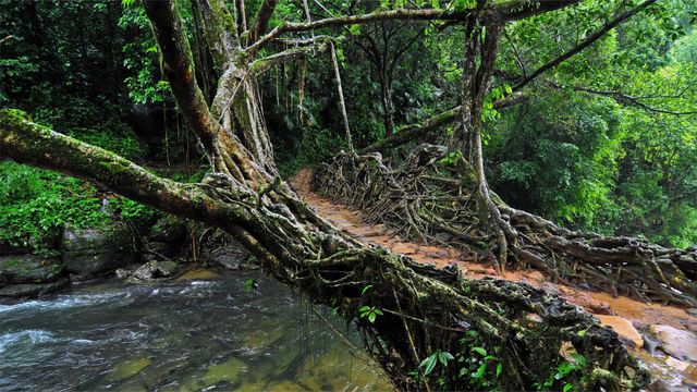 Lebende Brücke in Indien