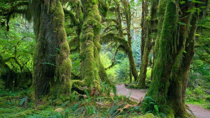 奥林匹克国家公园霍河雨林中的苔藓大厅 ，华盛顿州，美国