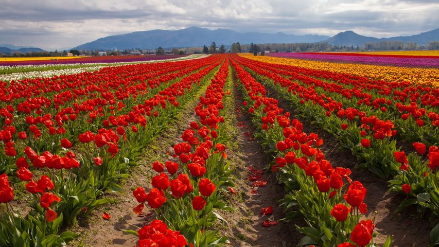 Champs de tulipes au printemps, Skagit Valley, Washington, États-Unis