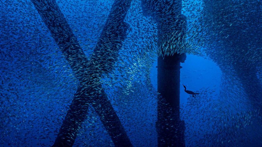 一只勃兰特鸬鹚在洛杉矶海岸石油钻塔下的一群太平洋鲭鱼中觅食，加利福尼亚