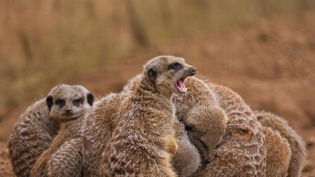 Erdmännchenfamilie kauert sich zusammen