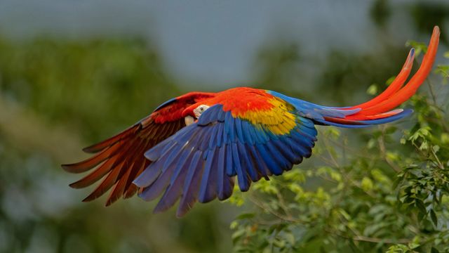 コンゴウインコ, コスタリカ
