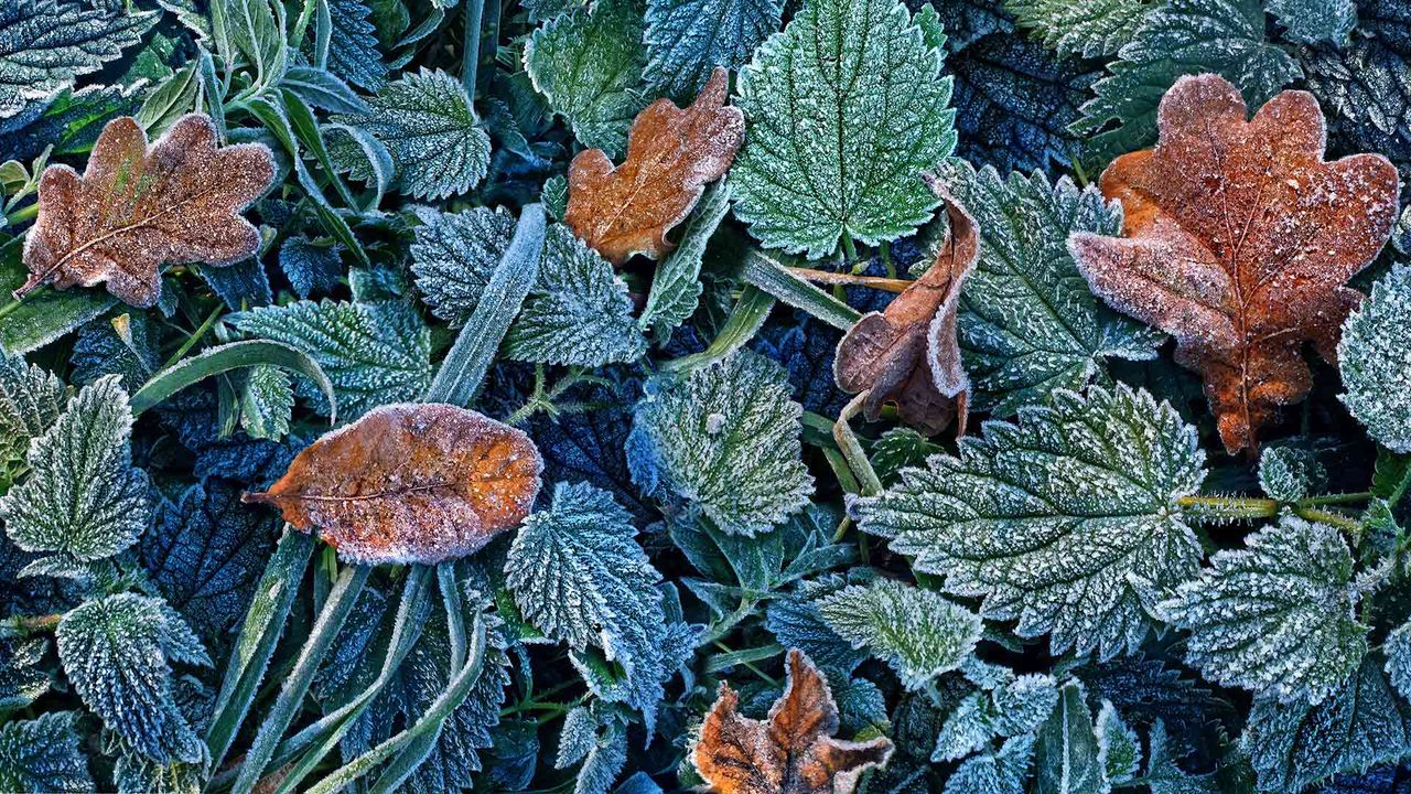 Herbstblätter mit Raureif im Schwarzwald, Freiburg, Baden-Württemberg, Deutschland