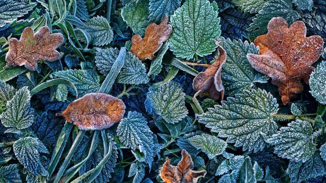 Herbstblätter mit Raureif im Schwarzwald, Freiburg, Baden-Württemberg, Deutschland